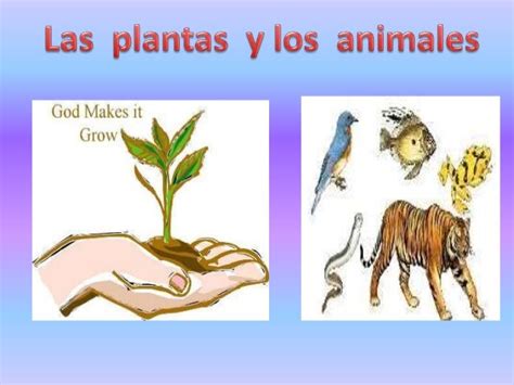 plantas y animales-4